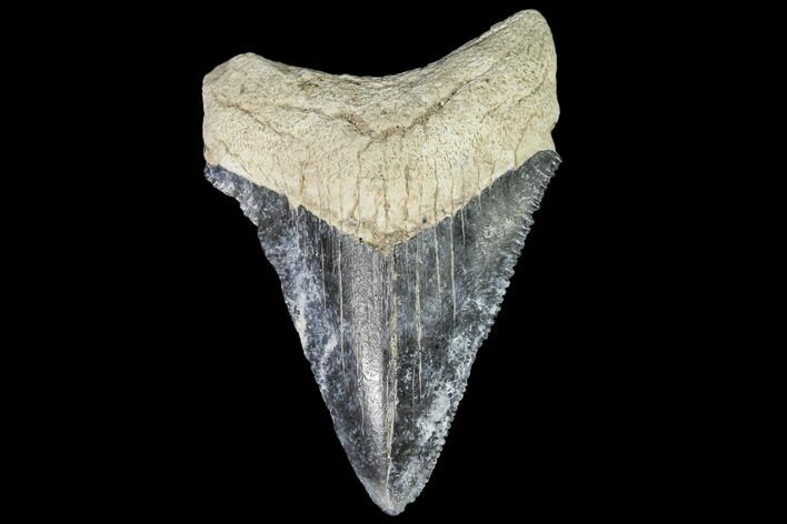 Fossil Megalodon Tooth - Florida #110446